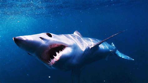 Jul 23, 2014. . Bbc sharks whitney oc